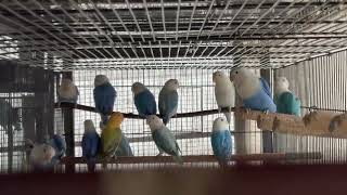 top quality love birds ❤🐦🐦