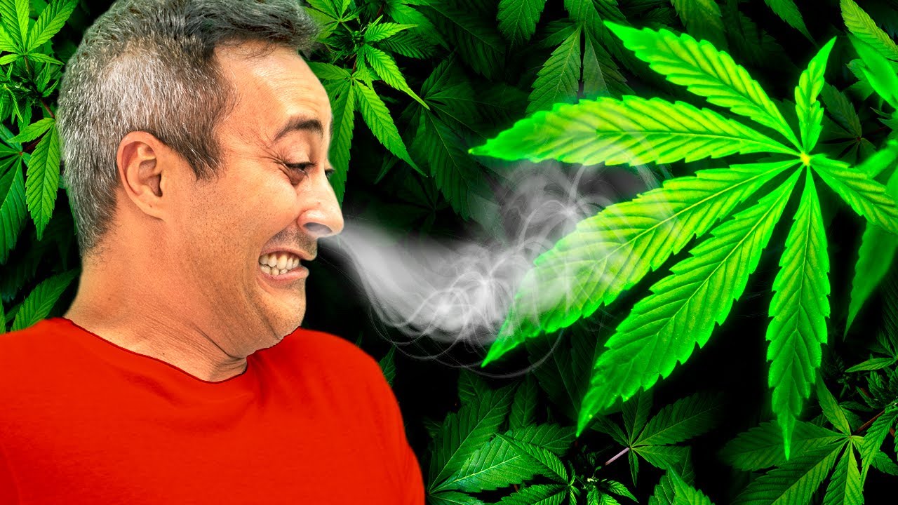 Por que a MACONHA tem um CHEIRO tão FORTE?