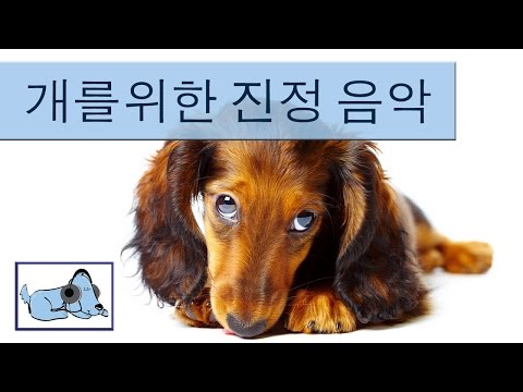 당신의 닥스 훈트를위한 음악! 그것은 긴장과 불안 닥스 훈트을 완화하는 데 도움이