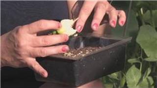 Growing Edible Plants : How to Grow Hot Peppers Indoors From Seeds