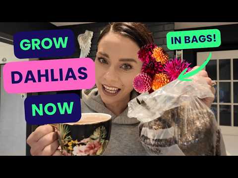 Easy Dahlia Growing In Feb - Part 2