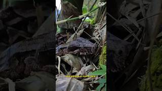 Neste episódio da série RECIFE É O BICHO, vamos conhecer um pouco mais sobre as jiboias