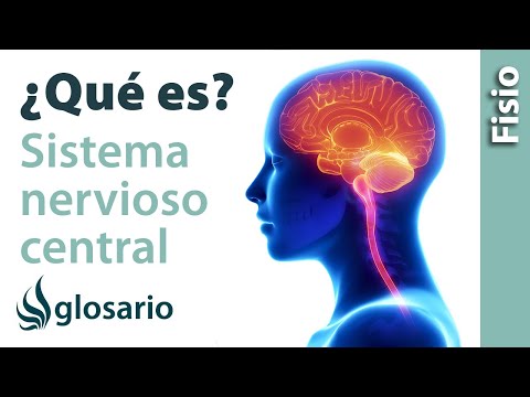 SISTEMA NERVIOSO CENTRAL | Qué es, cómo funciona, partes, qué controla y qué estructuras lo protegen