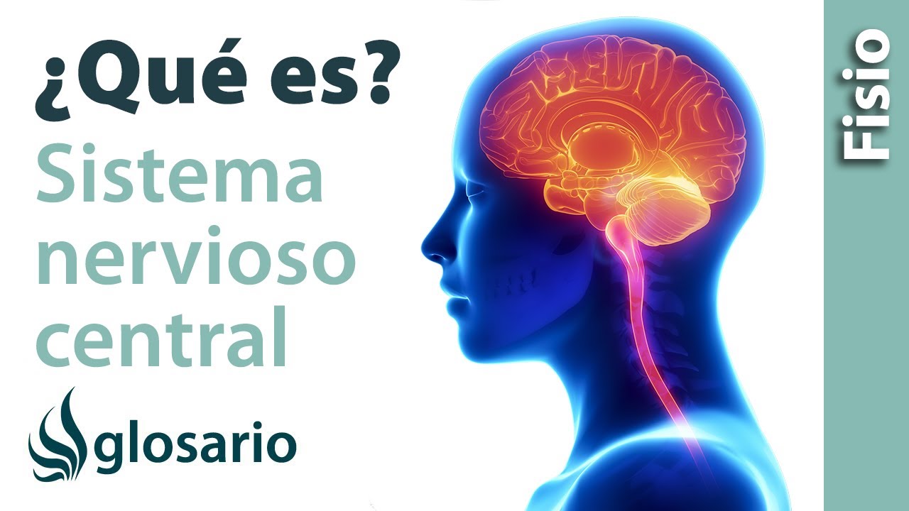 SISTEMA NERVIOSO CENTRAL | Qué es, cómo funciona, partes, qué controla y qué estructuras lo protegen