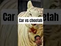 World S Fastest Car Vs Cheetah Mr Shortsfeed Car Shorts