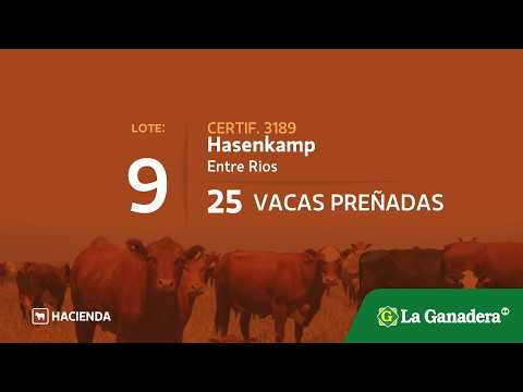 Lote Vacas preñadas en Hasenkamp