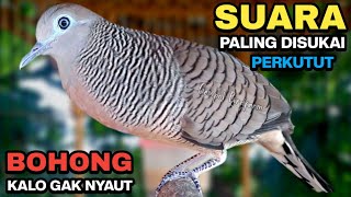 Download lagu Perkutut Lokal Gacor Suara Paling Ampuh Untuk Pancingan Burung Perkutut Agar Bunyi mp3 Download lagu Perkutut Lokal Gacor Suara Paling Ampuh Untuk Pancingan Burung Perkutut Agar Bunyi mp3