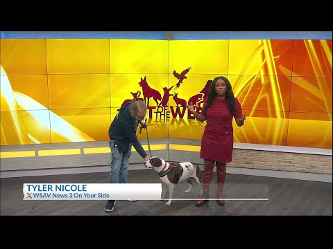 Pet of the week: Meet Luna - YouTube
