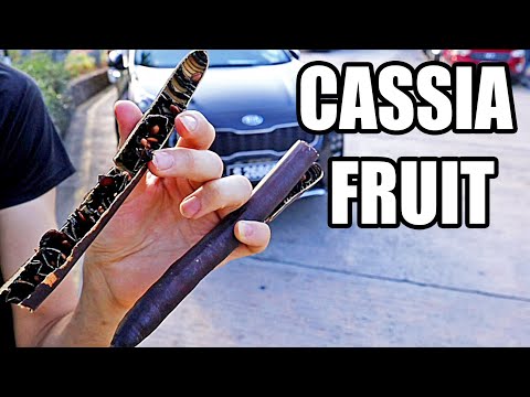 CASSIA REVIEW : Fruit That tastes Like Burnt Coffee Caramel - Weird Fruit Explorer in The Seychelles