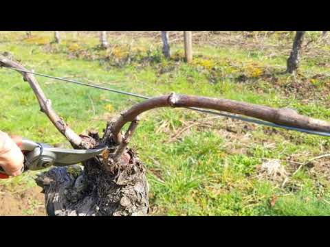 How to prune Pinot Noir vines