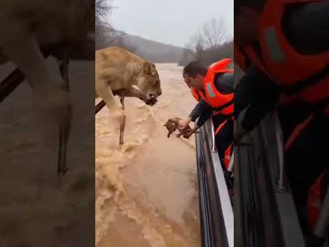 Lioness’s Last Hope in the Flood｜洪水に沈む母ライオンの最後の望み｜홍수에 빠진 어미 사자의 마지막 희망