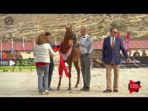 SILVER - N.9 ABHA BAIDAH - 2017 SPANISH NATIONALS - Yearling Fillies Championship (Class 12)