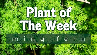 PLANT OF THE WEEK | MING FERN