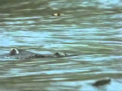 Tangkoko/Black Macaque