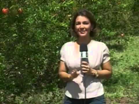 Cultivo de romã orgânica no Alto Sertão da Paraíba