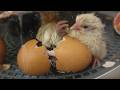 Chicken Egg Hatching For Beginners Start To Finish In 21 Days