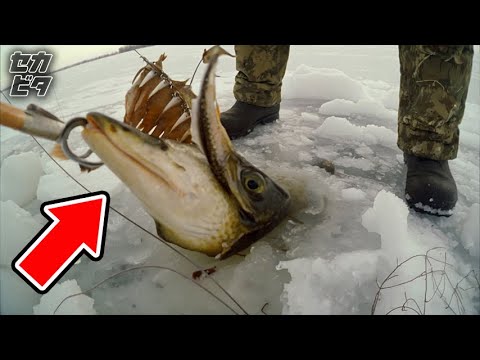 絶句…漁師が捕らえた信じがたい獲物３５選