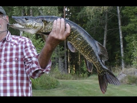 Hechtangeln am Skärsjön in Schweden