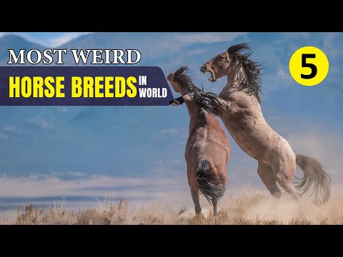 5 Most Weird Horse Breeds in the World | Wild Whim