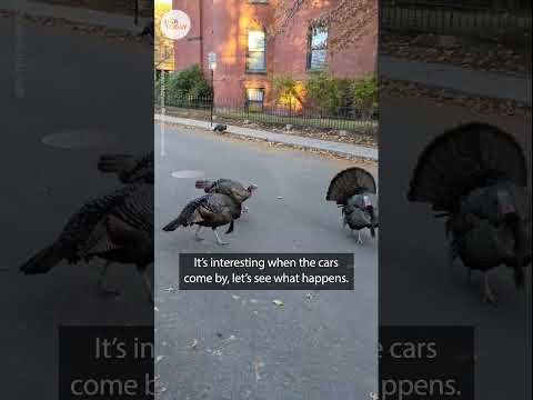 Massachusetts man has hilarious standoff with wild turkeys USA TODAY Shorts