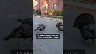 Un homme du Massachusetts a un face-à-face hilarant avec des dindes sauvages | usa today