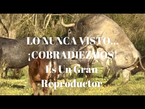 😱¡Lo Nunca Visto! ¡COBRADIEZMOS! Toro de Lidia Indultado Semental Victorino ES UN GRAN REPRODUCTOR