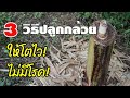 รวม 3 วิธีปลูกกล้วยให้โตไว! ห่างไกลโรคกล้วยตายพราย | Sivakorn Channel รายงาน pdf a4 png รวม 3 วิธีปลูกกล้วยให้โตไว! ห่างไกลโรคกล้วยตายพราย | Sivakorn Channel รายงาน pdf a4 png
