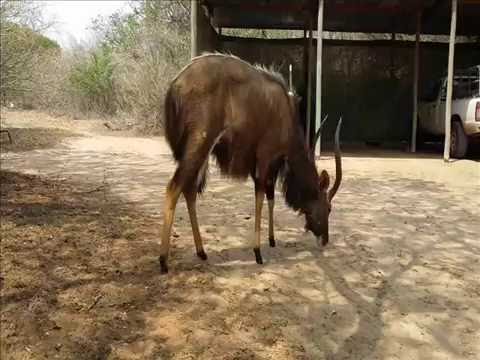 Male Nyala Visits our Tembe Camp