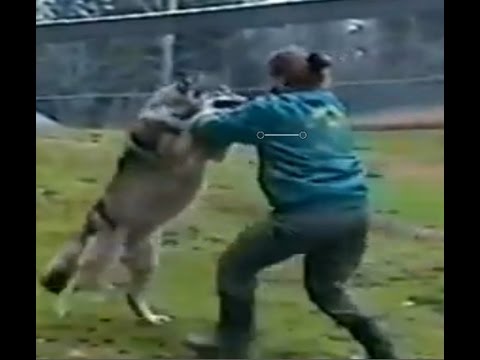 Wolf attacks the zoo keeper!!!