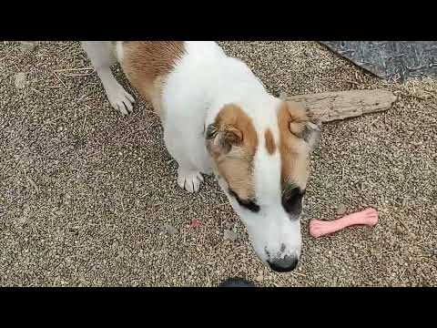 Central Asian shepherd Nazira