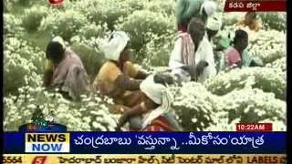 Camomile Flowers farmers in trouble -TV5