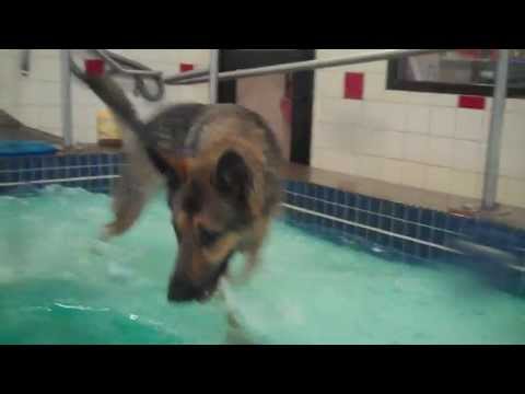 Sadie German Shepherd Swims @ Boston Red Dog for her Birthday 06.2013