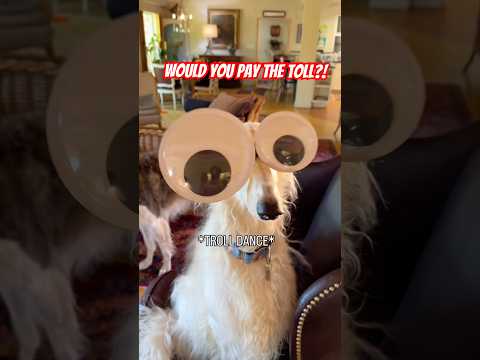 GOTTA PAY THE TROLL TOLL#borzoi #doglife #unhinged #dogs #alwayssunny #troll #unhinged