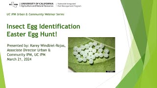 Insect Egg Identification Easter Egg Hunt!