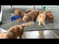 Havapoo dogs for sale: Delores - Video 1