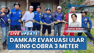 Ular King Cobra 3,3 Meter Masuk Rumah Warga, Tim Rescue Damkar & Karhutla Provinsi Evakuasi