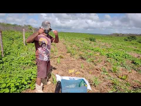 As abelhas quis pegar o Aventureiro nas pugas..Em Marco CE..