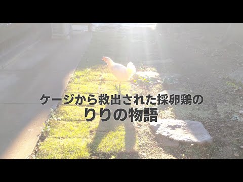 , title : 'ケージから救出された採卵鶏のりりの物語'