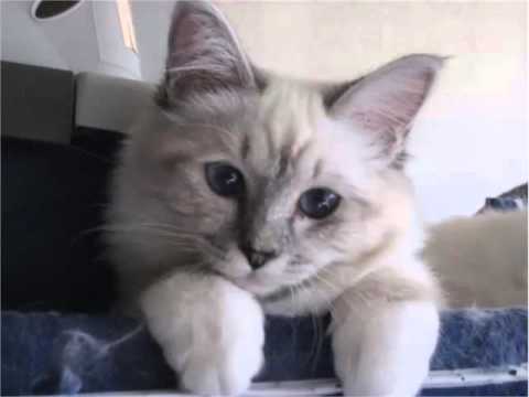 download lagu mp3 mp4 Birman Cats For Sale Uk, download lagu Birman Cats For Sale Uk gratis, unduh video klip Birman Cats For Sale Uk