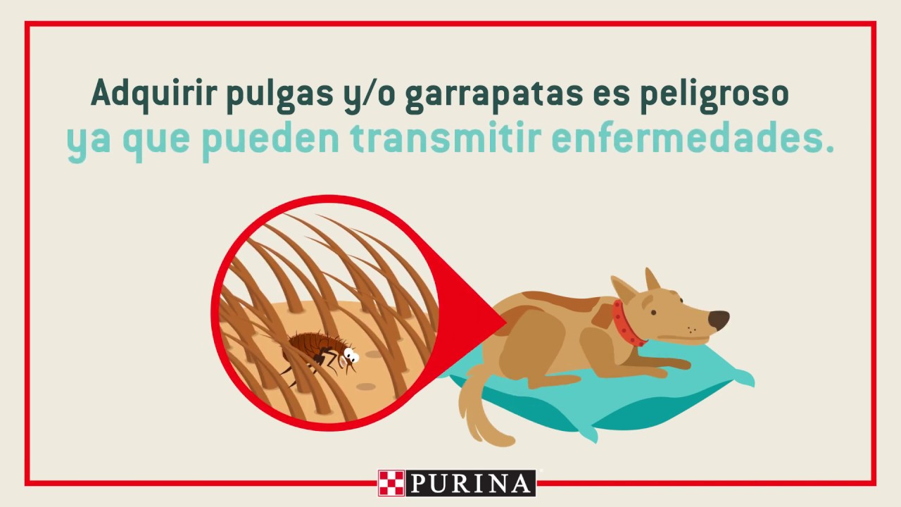¿Cómo saber si mi perro tiene pulgas o garrapatas