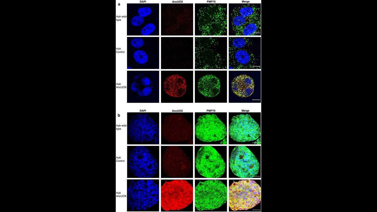Scientists Revive Ancient Gene to Combat Gout and Liver Disease