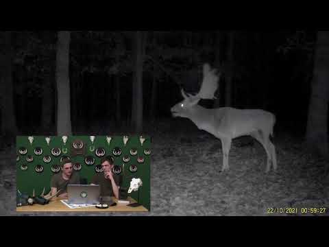 Identifying fallow deer - Hunter Brothers
