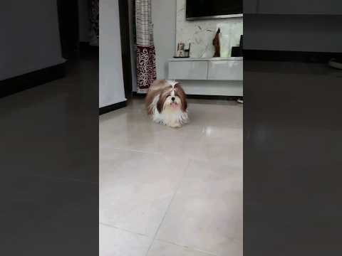 Shih Tzu puppy transformation! #shihtzu #reels #viral #cute #trending #shorts #dog #video #funny