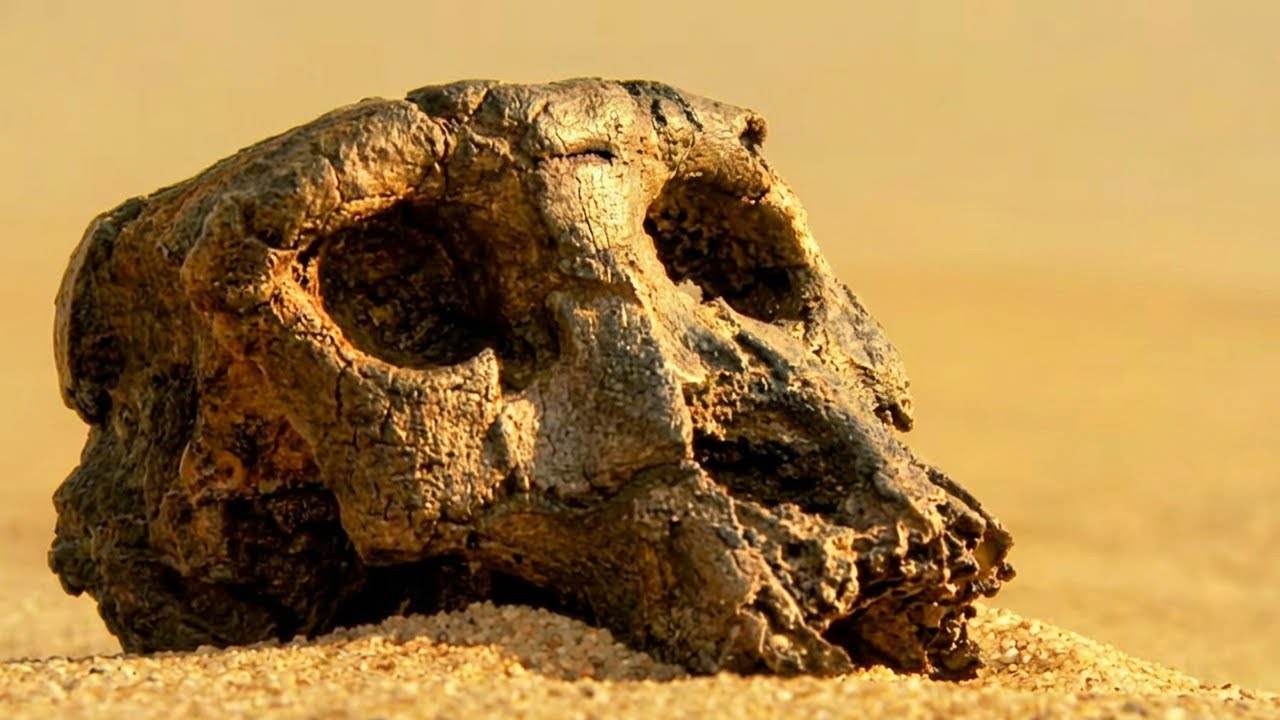 Toumaï, the New Ancestor