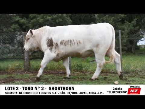 2   TORO n° 2   SHORTHORN   EL RECUERDO  SIMON