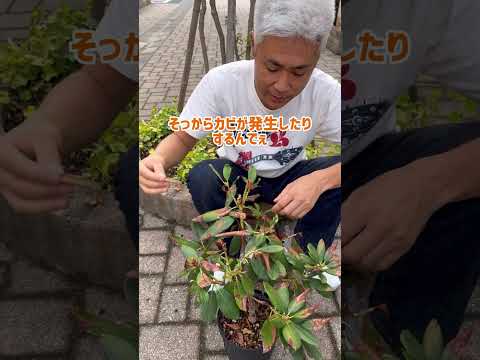 1月に菜園で何をすべきか 剪定は霜の場合には行わないでください