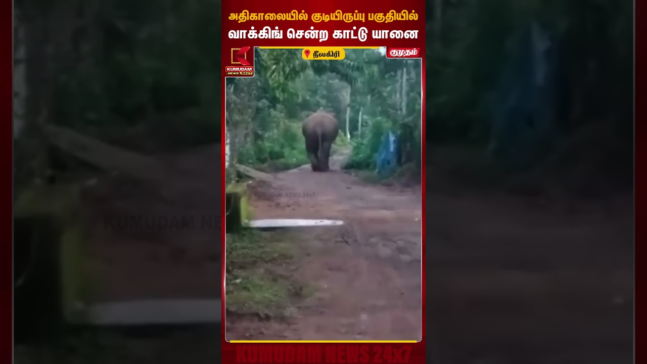 அதிகாலையில் குடியிருப்பு பகுதிக்குள் வாக்கிங் வந்த காட்டு யானை...| Elephant Walking| #shorts