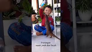 Download lagu Garangan super jinak dan lincah @frandico27 mp3