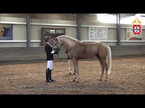 230424 9 Placid do Cabeção - Aprovação de Garanhões