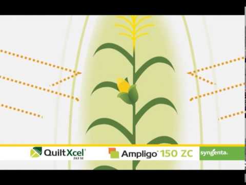 Zastita kukuruza od kukuruznog plamenca, Syngenta   U nasem ataru 540